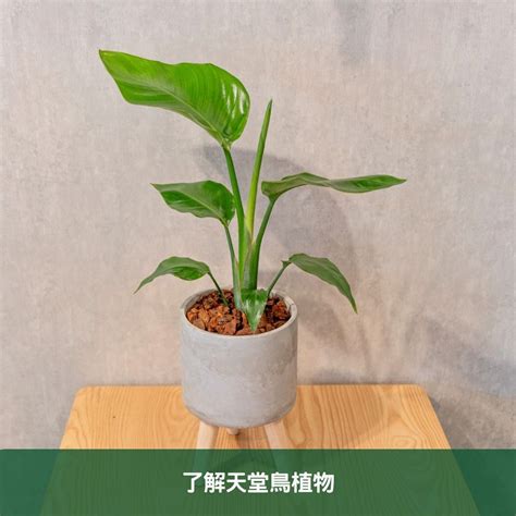 天堂鳥植物|天堂鳥植物完全栽培指南 從選擇到養護 